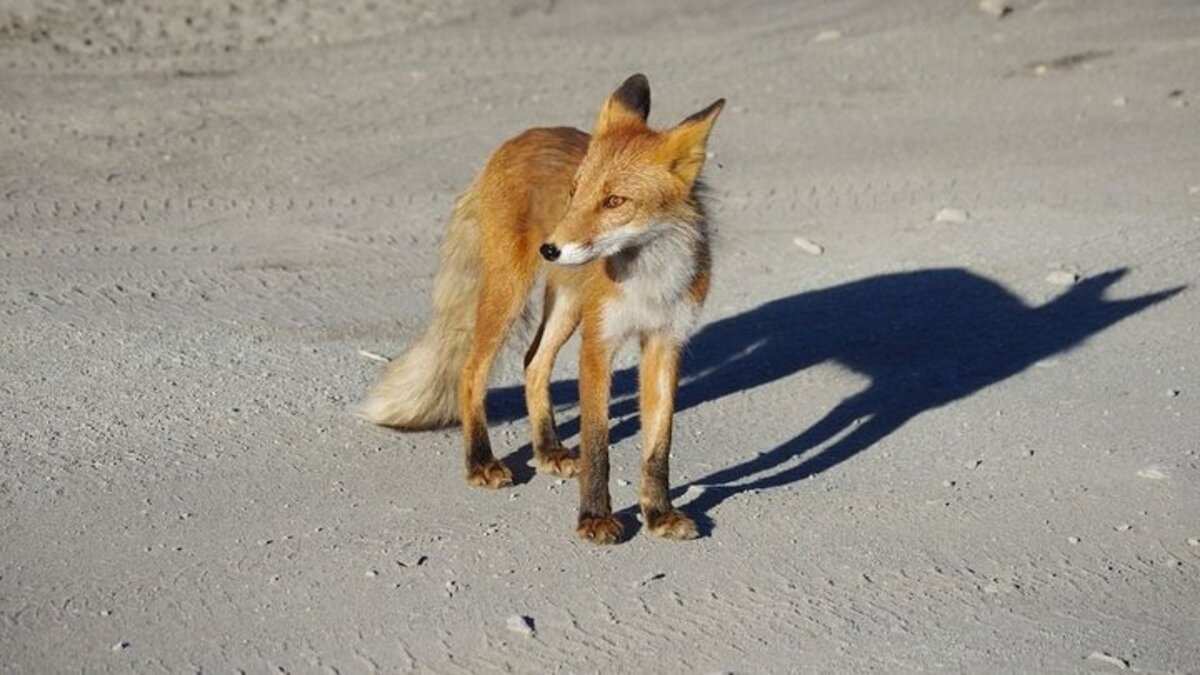 У густонаселеному районі Кривого Рогу помітили небезпечну лисицю