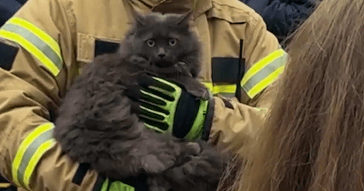 Удар по Дніпру: рятувальники повернули власниці кішку Клер