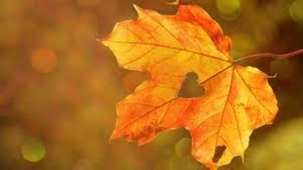 Погода в Днепре 9 ноября: облачно, без осадков и до +10°C