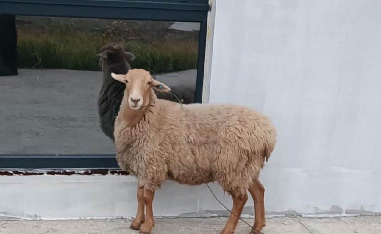 Овечка, яку знайшли посеред Дніпра