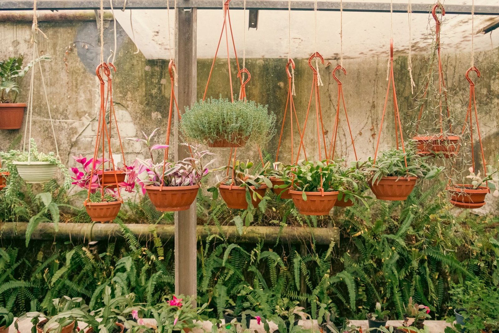 В Днепре на выходных будет работать ботсад: что запланировано