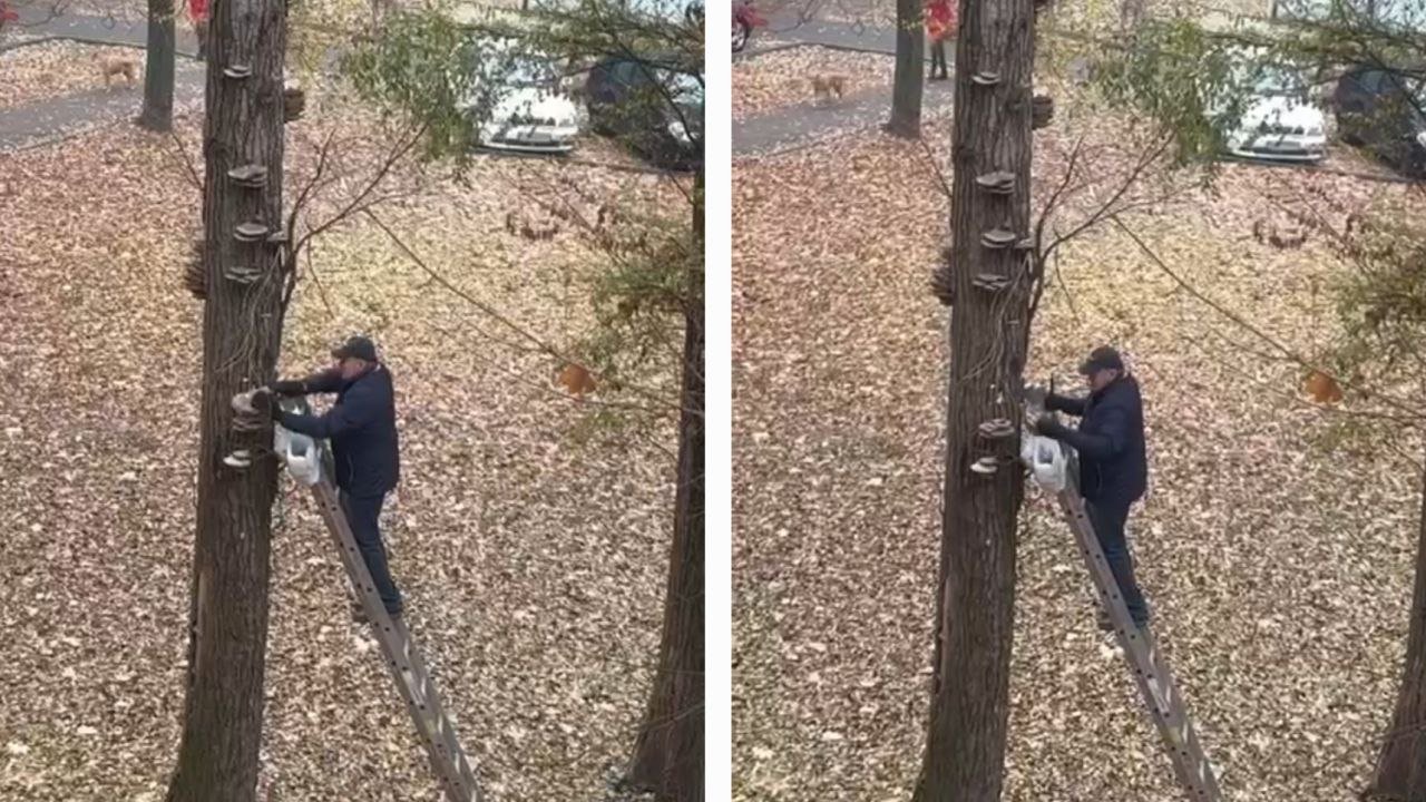 Чоловік стоїть на драбині та збирає гриби з дерева