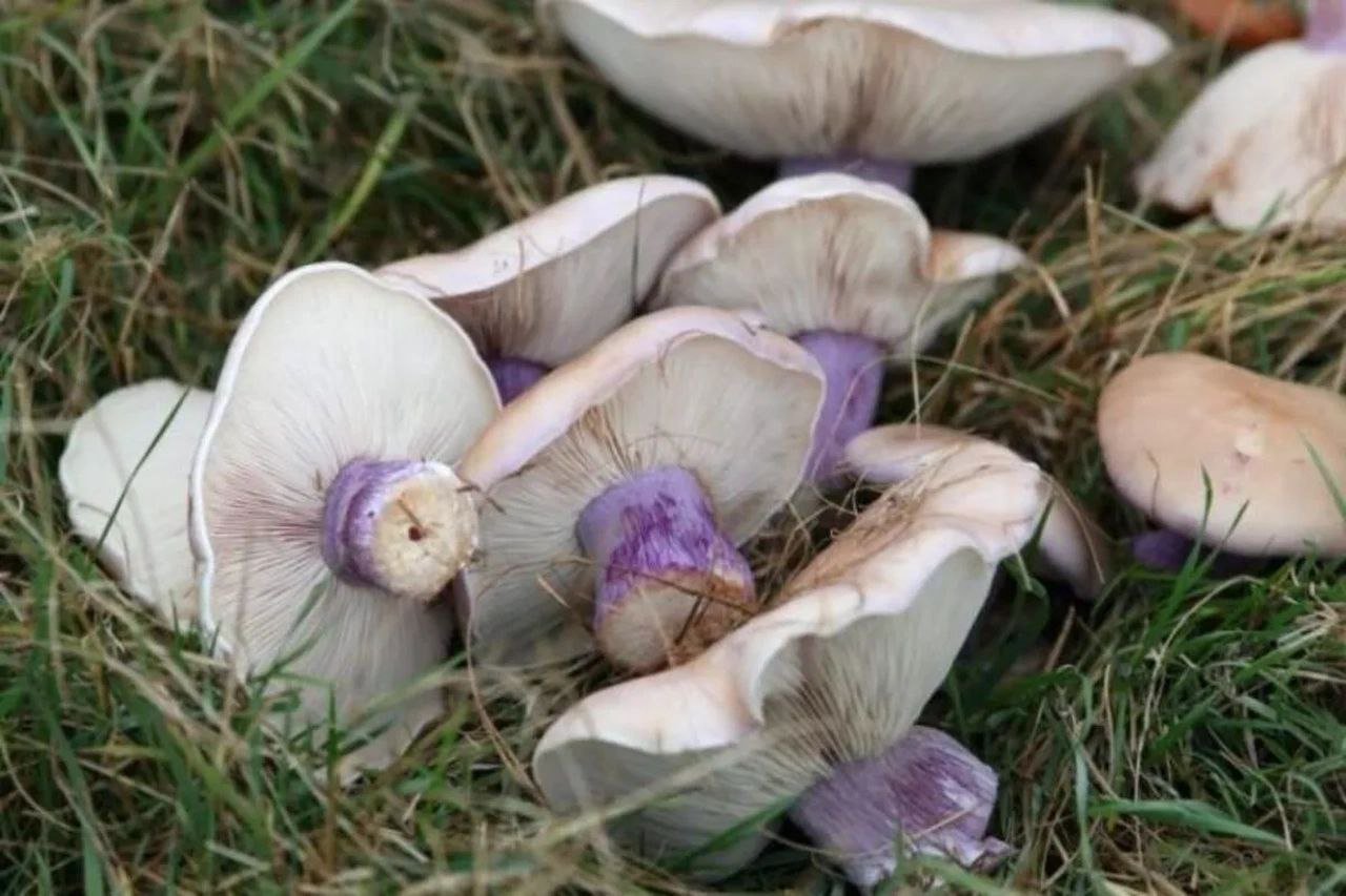 Синьоніжки