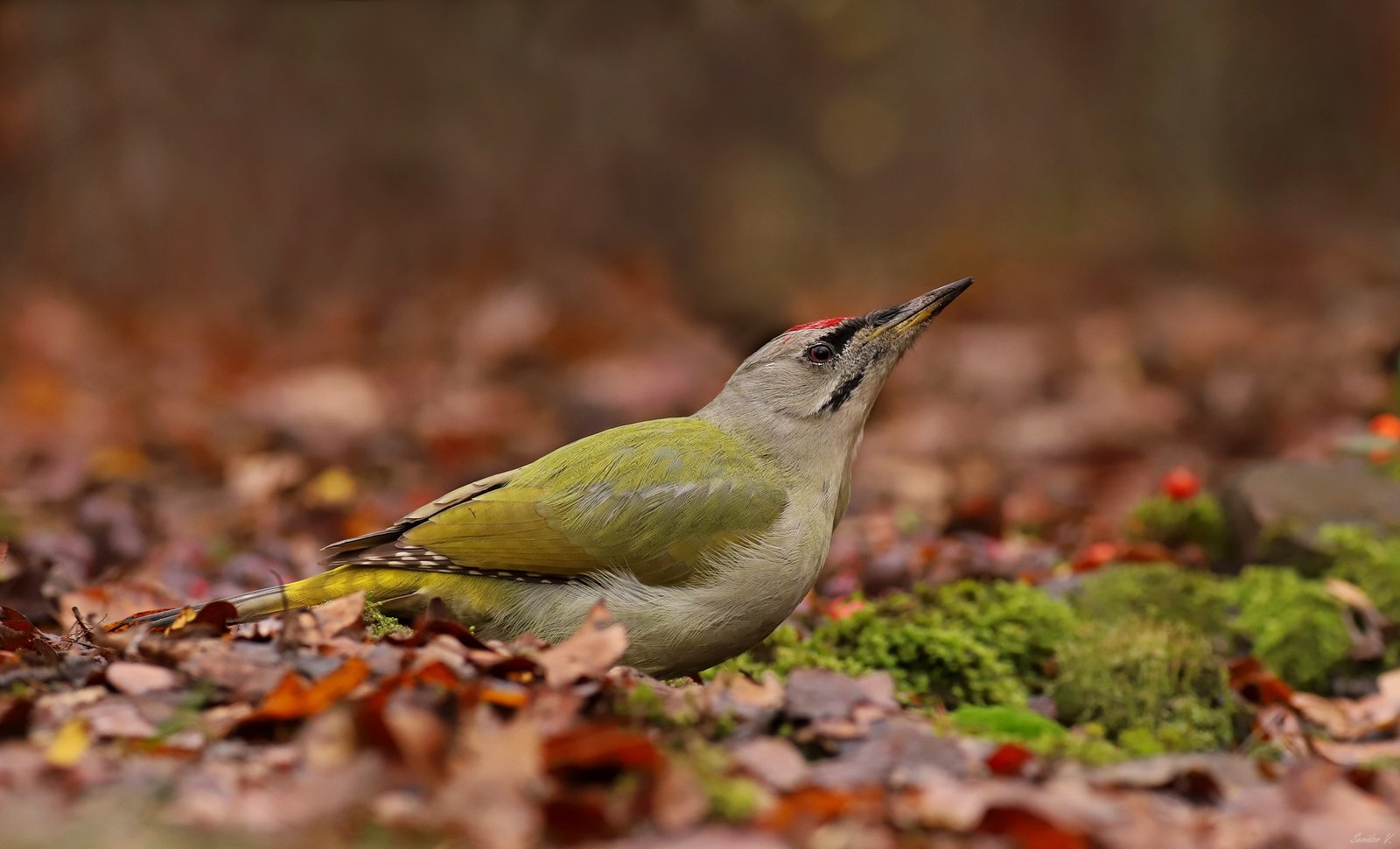 Жовна сива в Кривому Розі