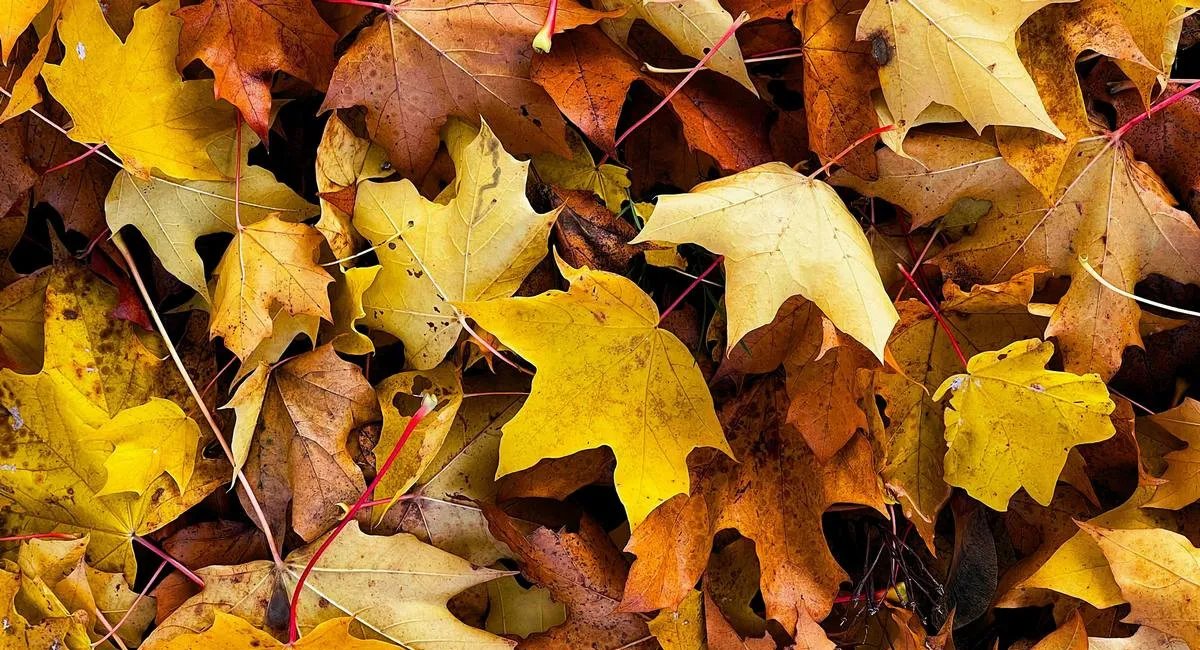 Пасмурный день в Днепре: без осадков, но с прохладой