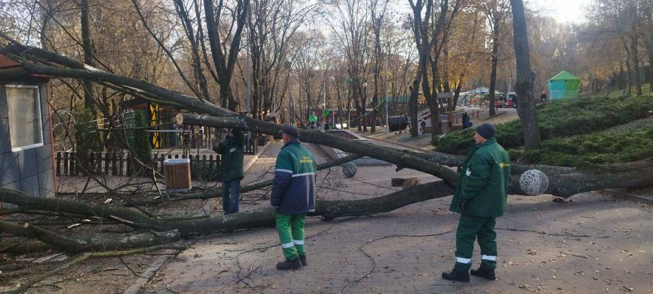 В Днепре в парке на пешеходную зону из-за сильного ветра упало огромное дерево