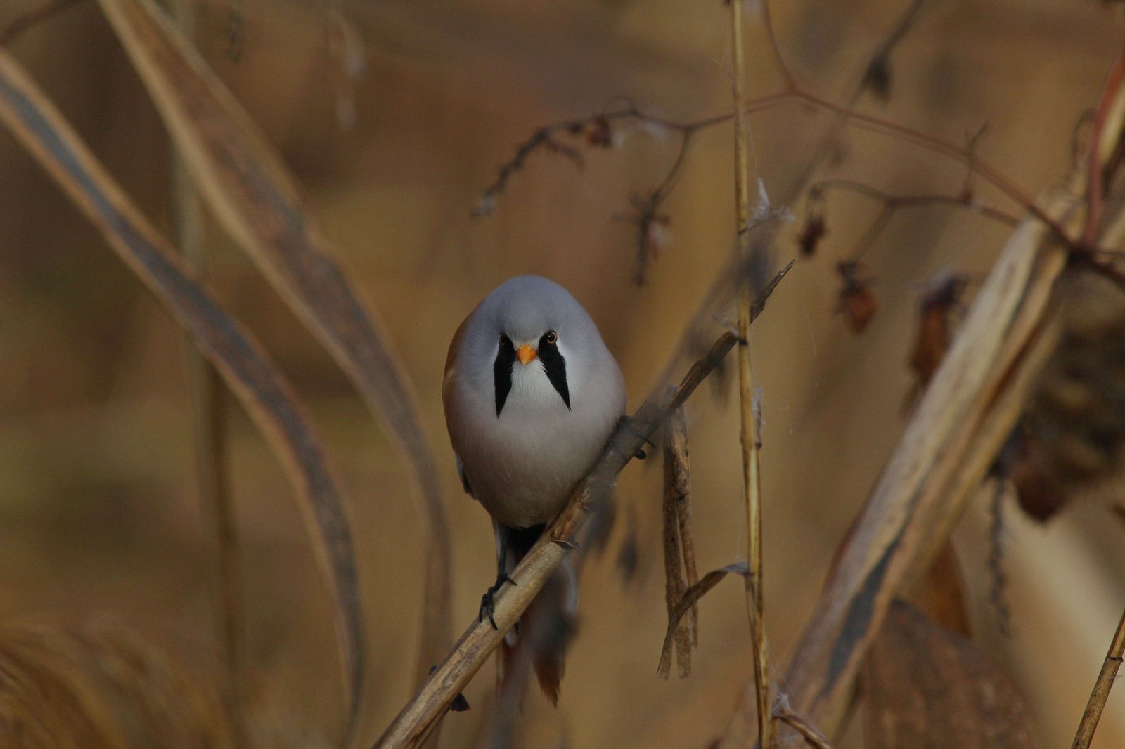 Редкий житель камышей: усатых синиц увидели в Криворожском районе
