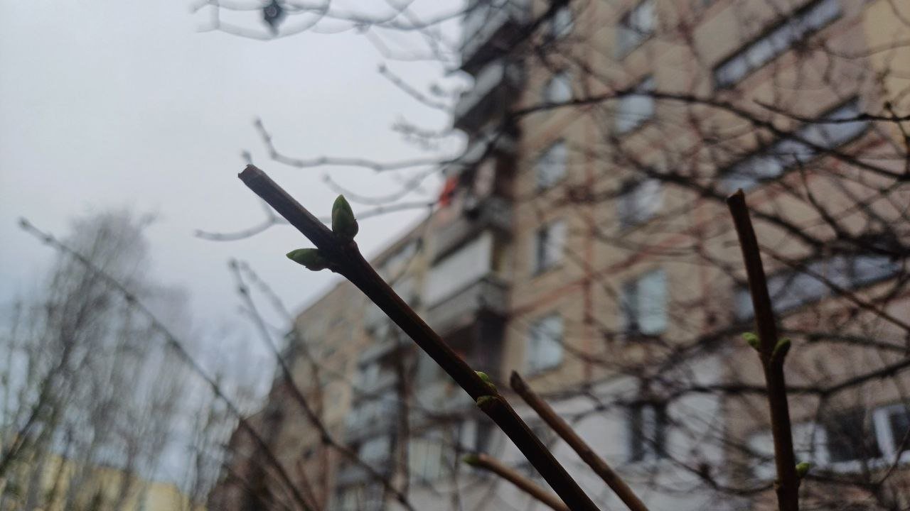 Бузок розпустився в Дніпрі через аномальне тепло