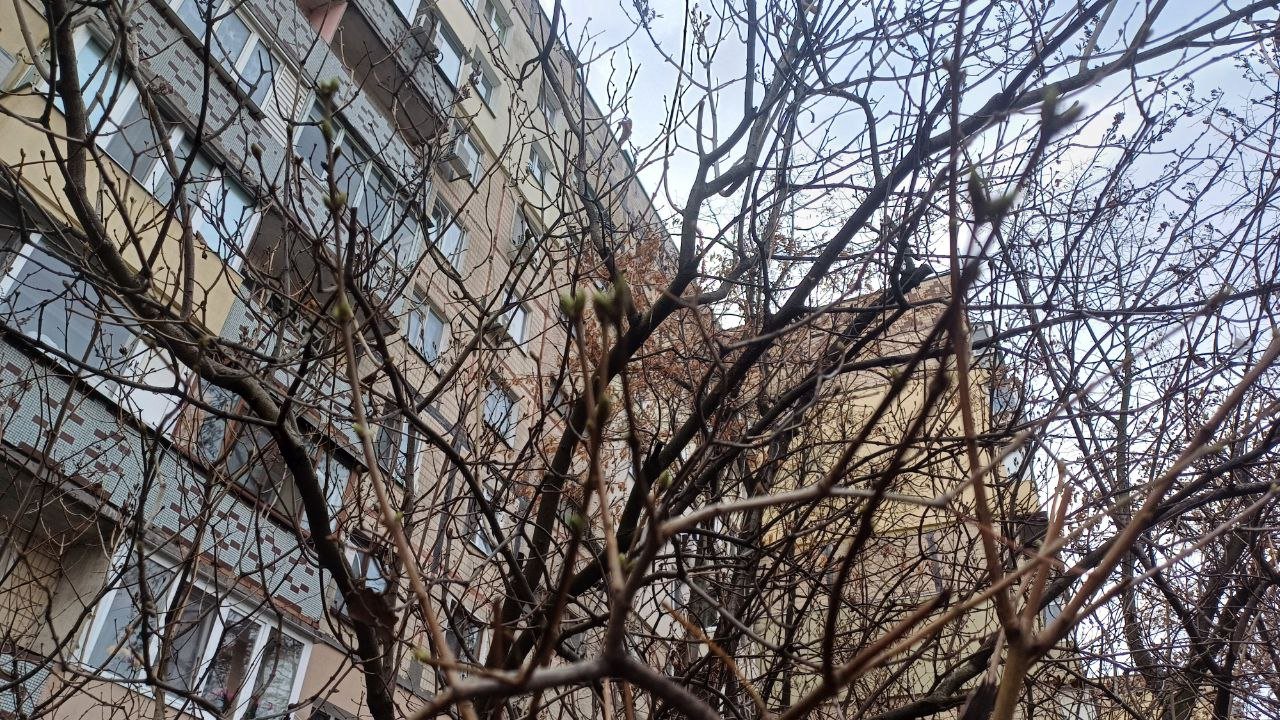 Бузок на Перемозі 