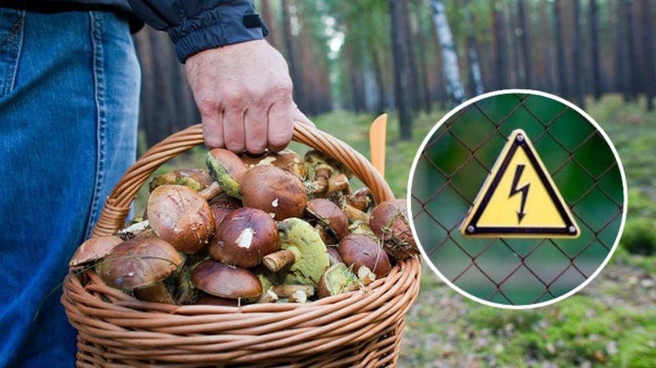 Люди отримали ураження струмом під час збирання грибів