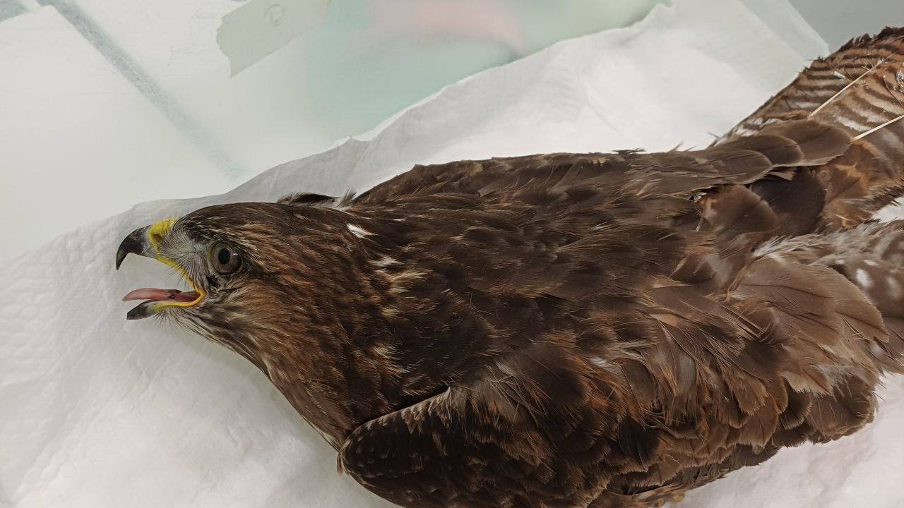 В Днепре спасают больного канюка, застрявшего в радиаторе авто после ДТП