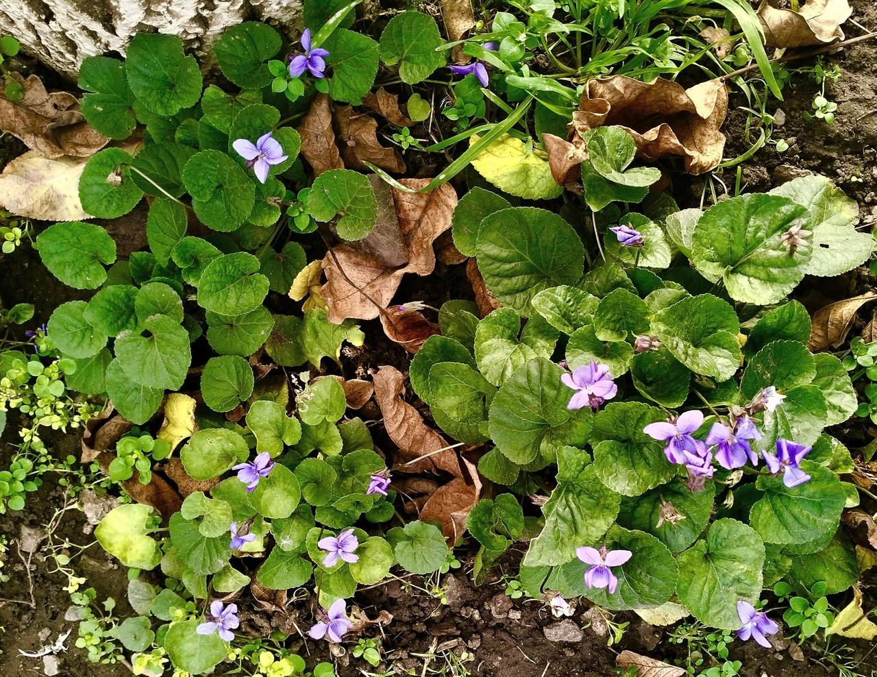 Фиалки на Криворожье