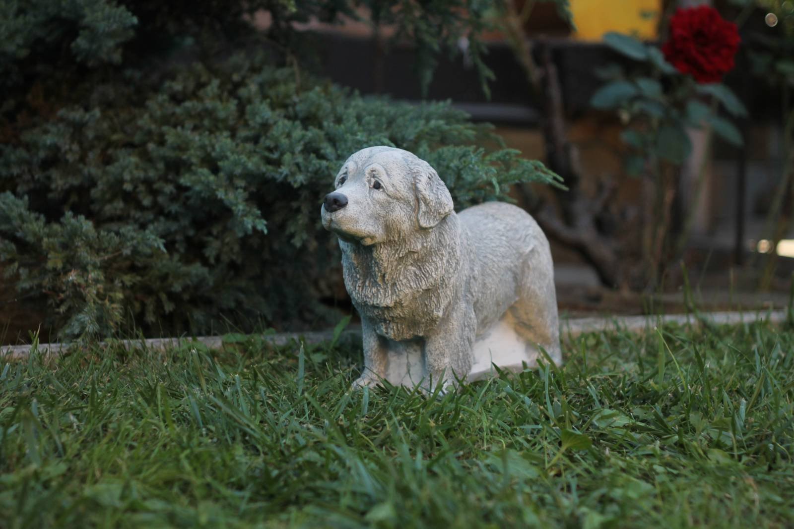 На подвір’ї у Дніпрі знайшли отруєну собаку: суперечки між сусідами загострилися