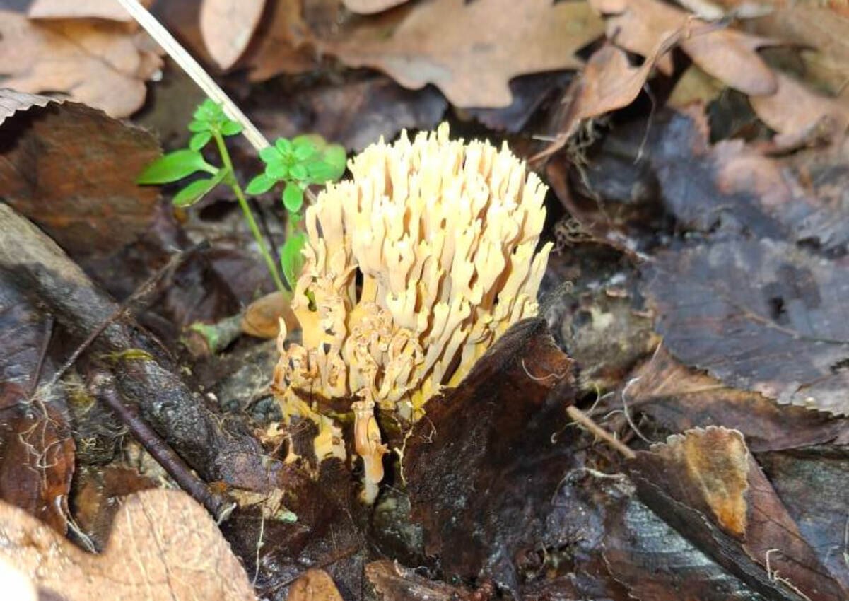Поблизу Дніпра знайшли незвичний "кораловий" гриб:  фото