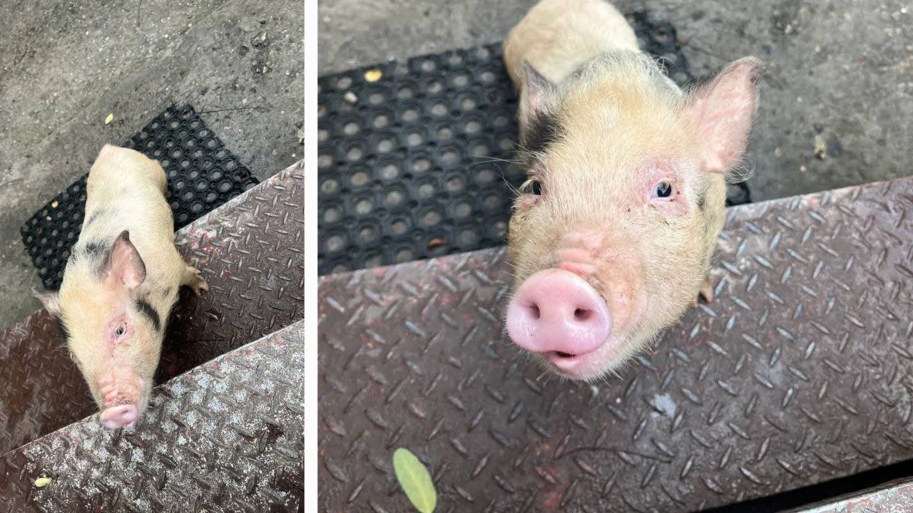 Свинка, найденная в центре Днепра