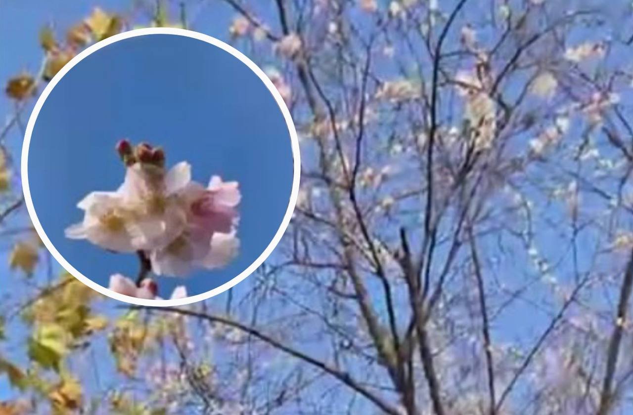 В Днепре на Набережной Победы в ноябре расцвели сакуры