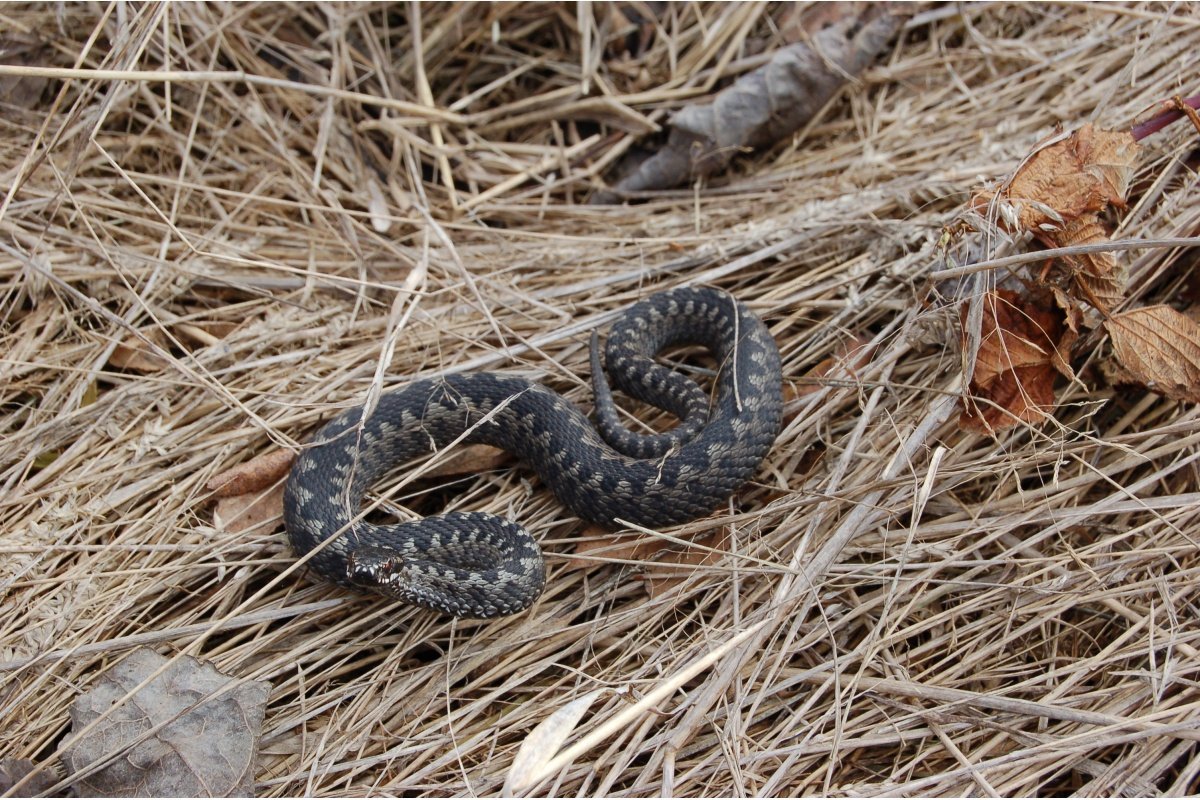 Пресмыкающий