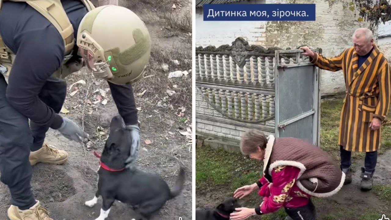 Господарі зустрілися з собакою