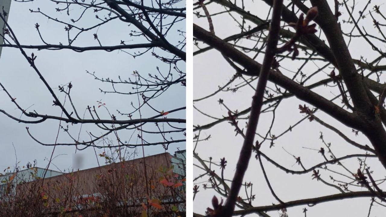 Каштаны на Победе в Днепре