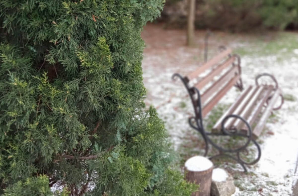 Как ботсад в Днепре будет работать в декабре: праздничные выставки и мастер-классы