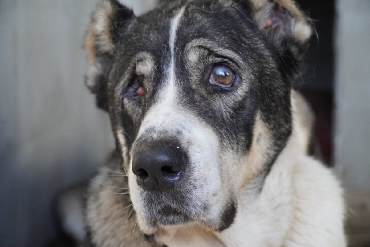 Выжил после взрыва на передовой: в Днепре спасают тяжелораненого алабая