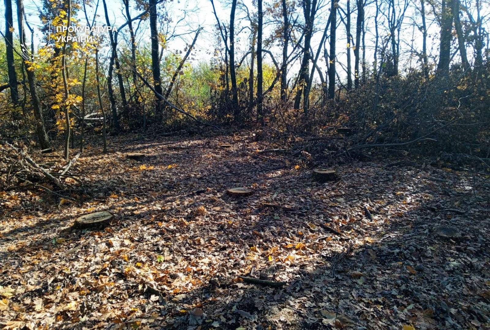 Незаконна вирубка лісу на Дніпропетровщині завдала державі понад мільйон гривень збитків