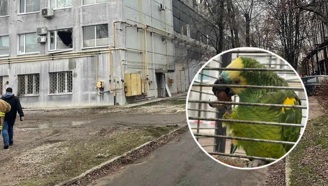 Попугай Дуся, живший на разрушенном СТО, чудом выжил после удара