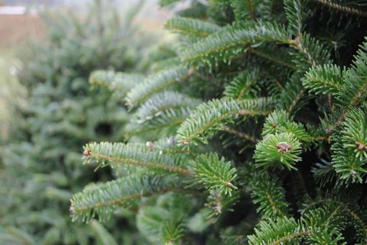 Де у Дніпрі можна купити ялинку: перелік локацій по районам