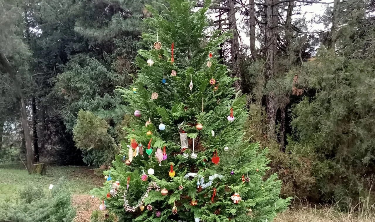 Украшение елки и мастер-классы: в Днепре на выходных будет работать ботсад