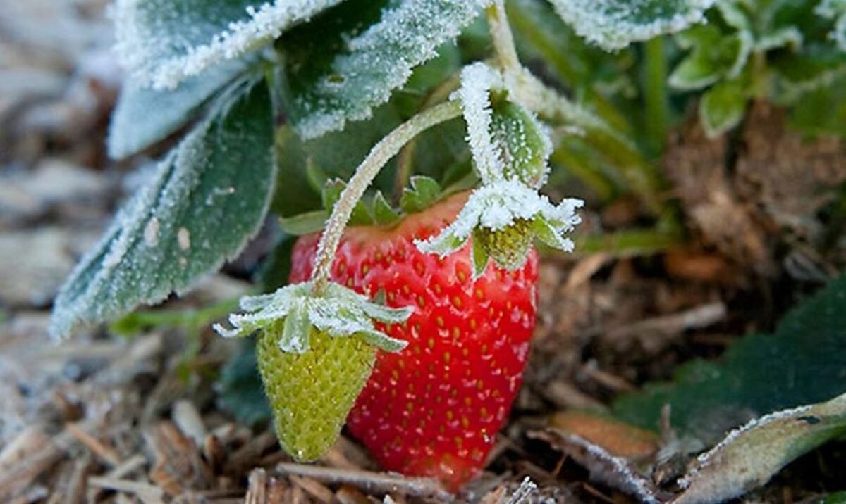 У Дніпрі на початку грудня знайшли стиглу полуницю