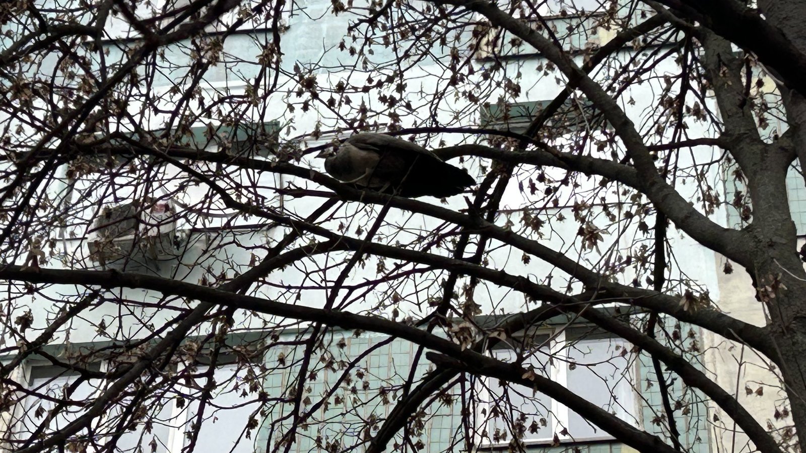 В центре Днепра неделю живет на дереве самка павлина: ее пытаются спасти