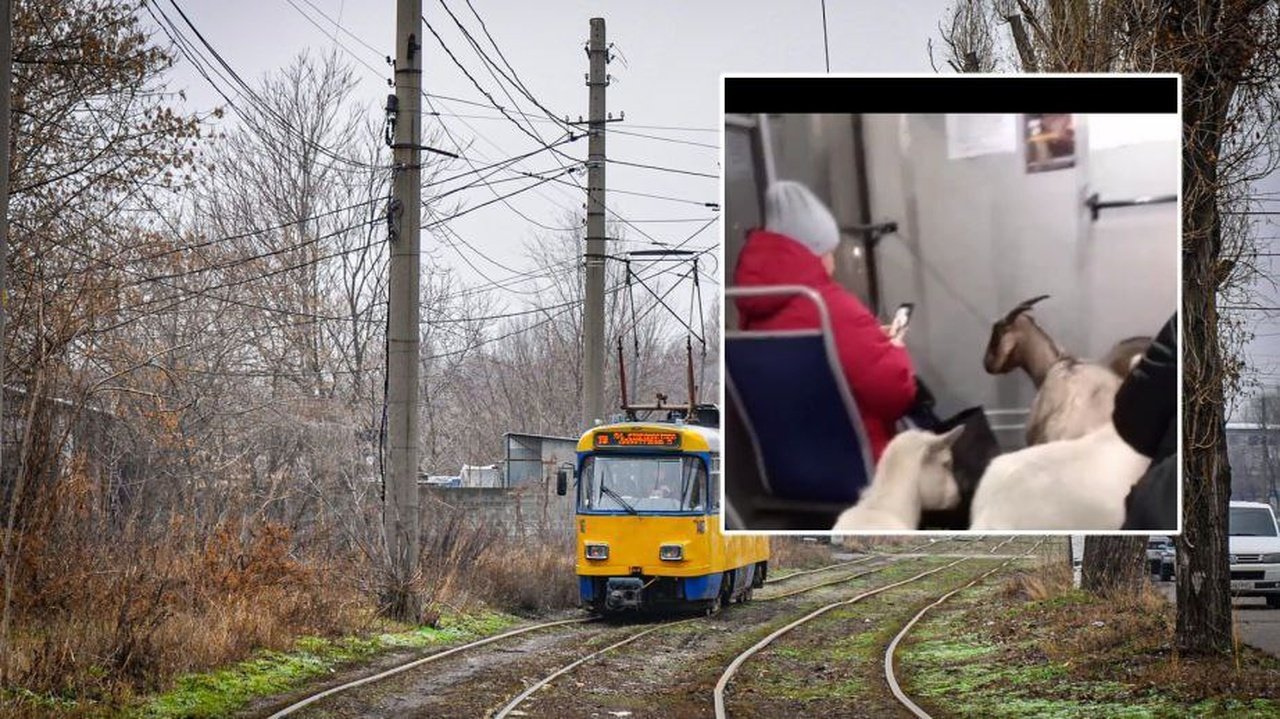 Кози каталися в трамваї Дніпра