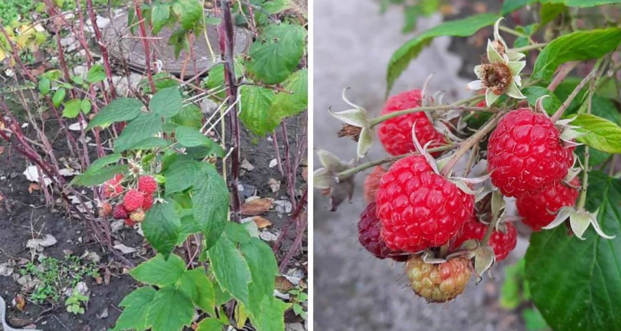 Зимняя малина в Днепре.