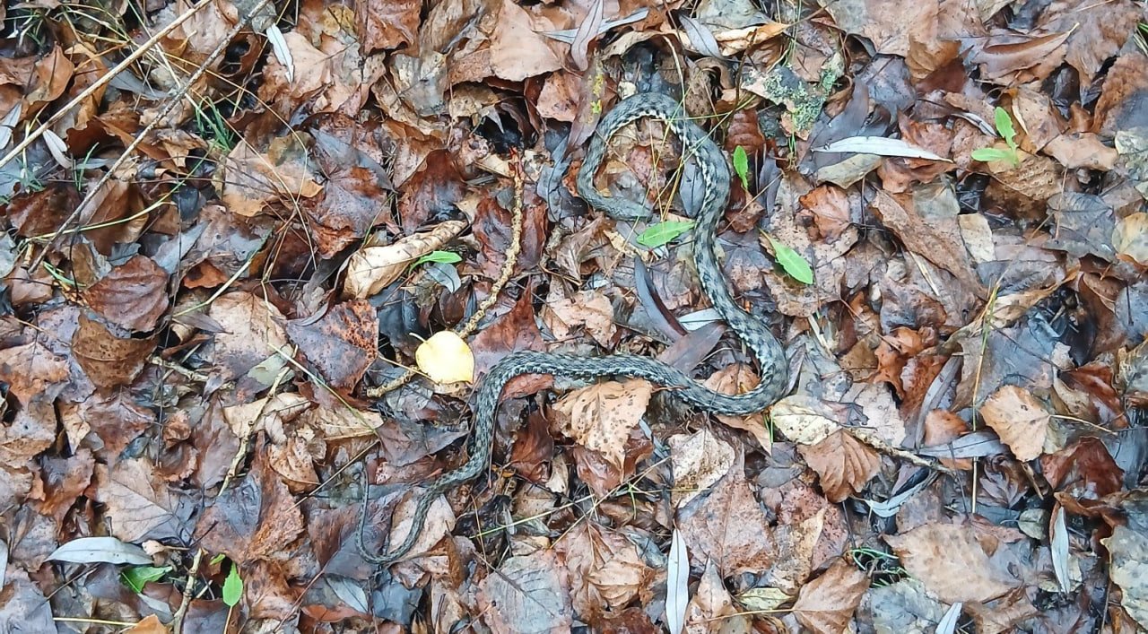 На Дніпропетровщині через теплу зиму масово гинуть плазуни 