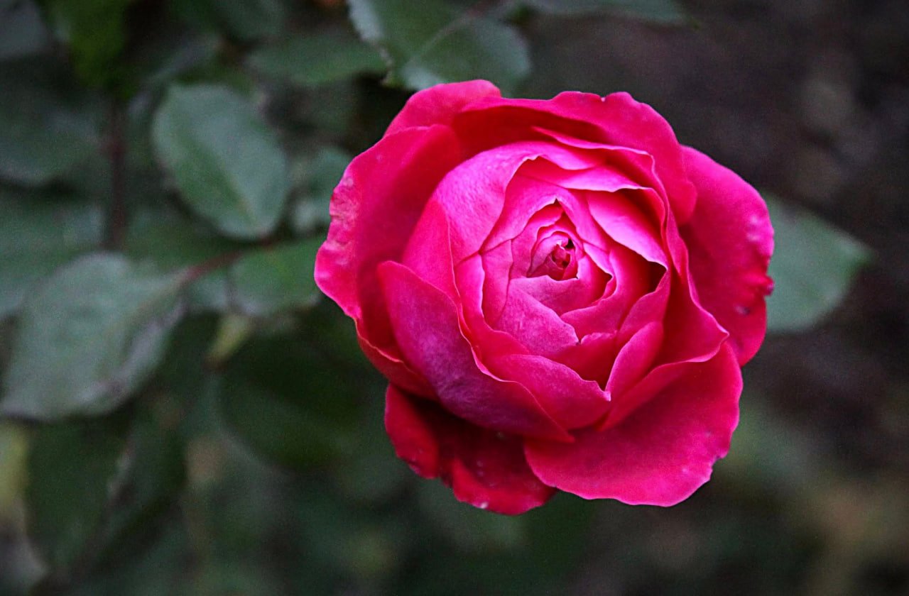 В Днепре посреди декабря буйно цветут сакуры и розы: фото