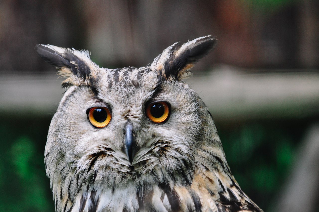 В Днепре беспокоятся о раненом филине, которого спасли военные