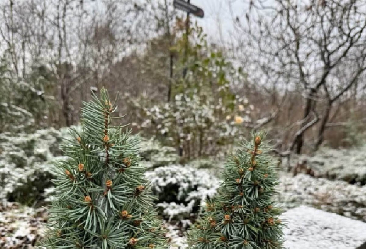 В Днепре на выходных будет работать ботсад: праздничная программа