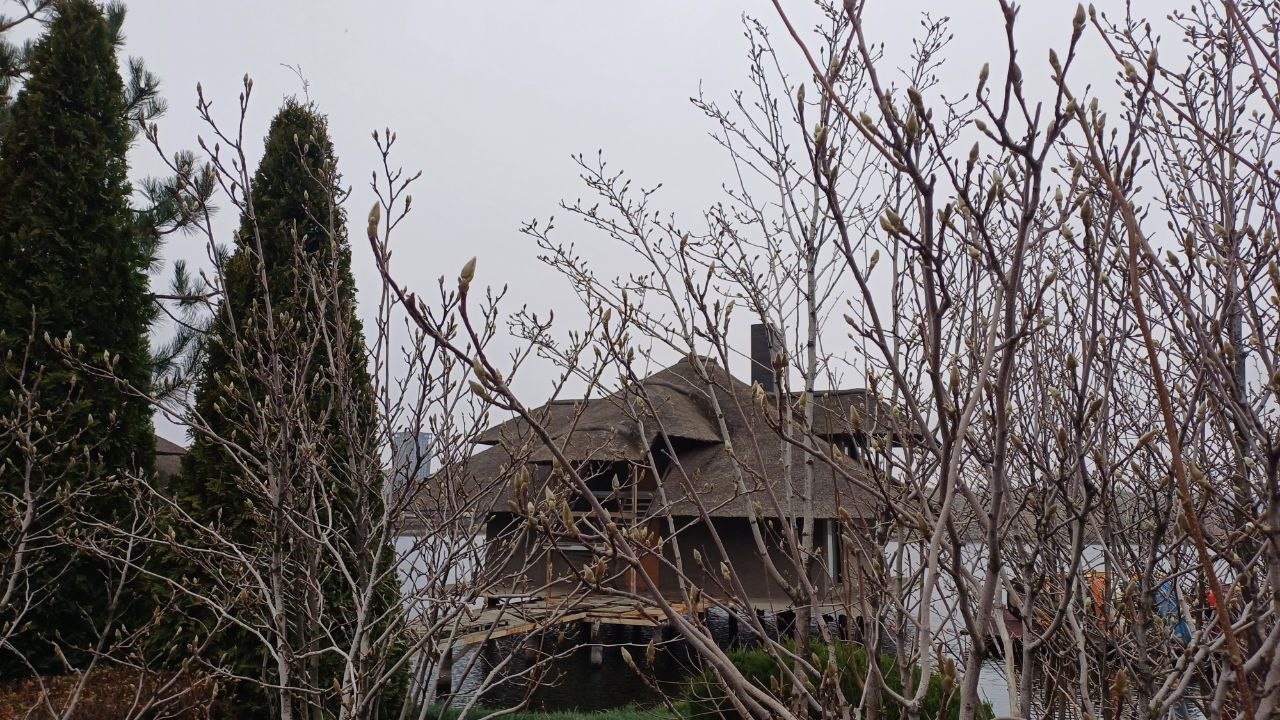 Магнолии в яхт-клубе Сечь