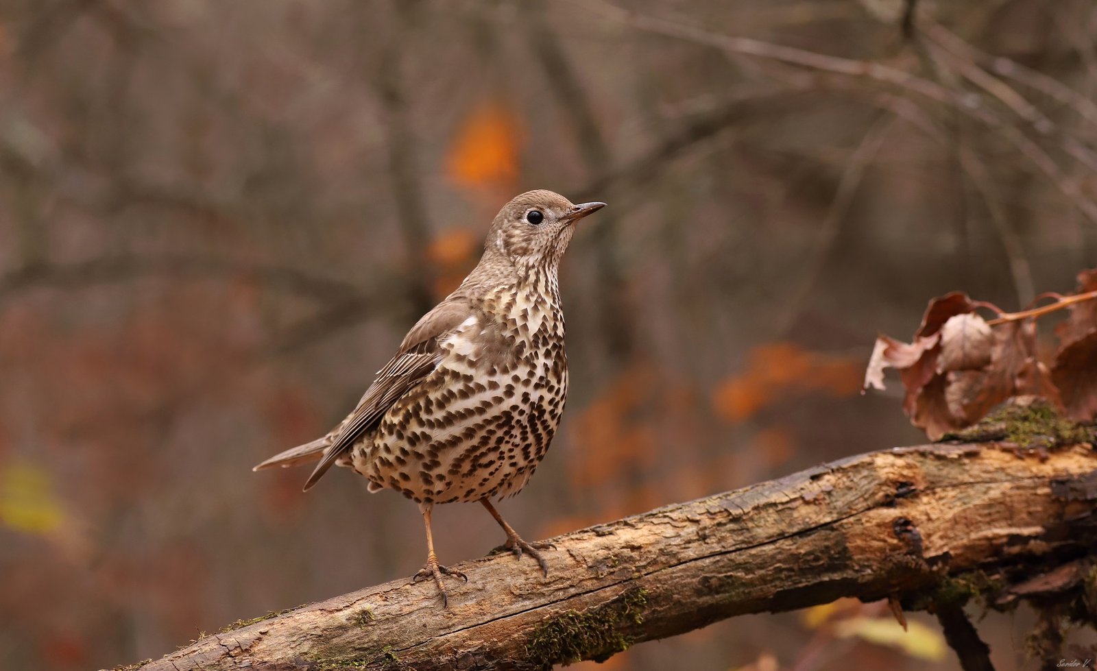 На Дніпропетровщині помітили "різдвяного" птаха 