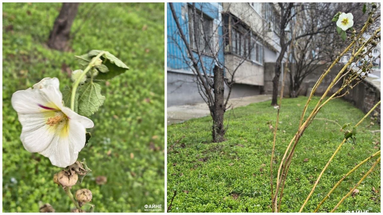 Мальви розквітнули в Дніпрі