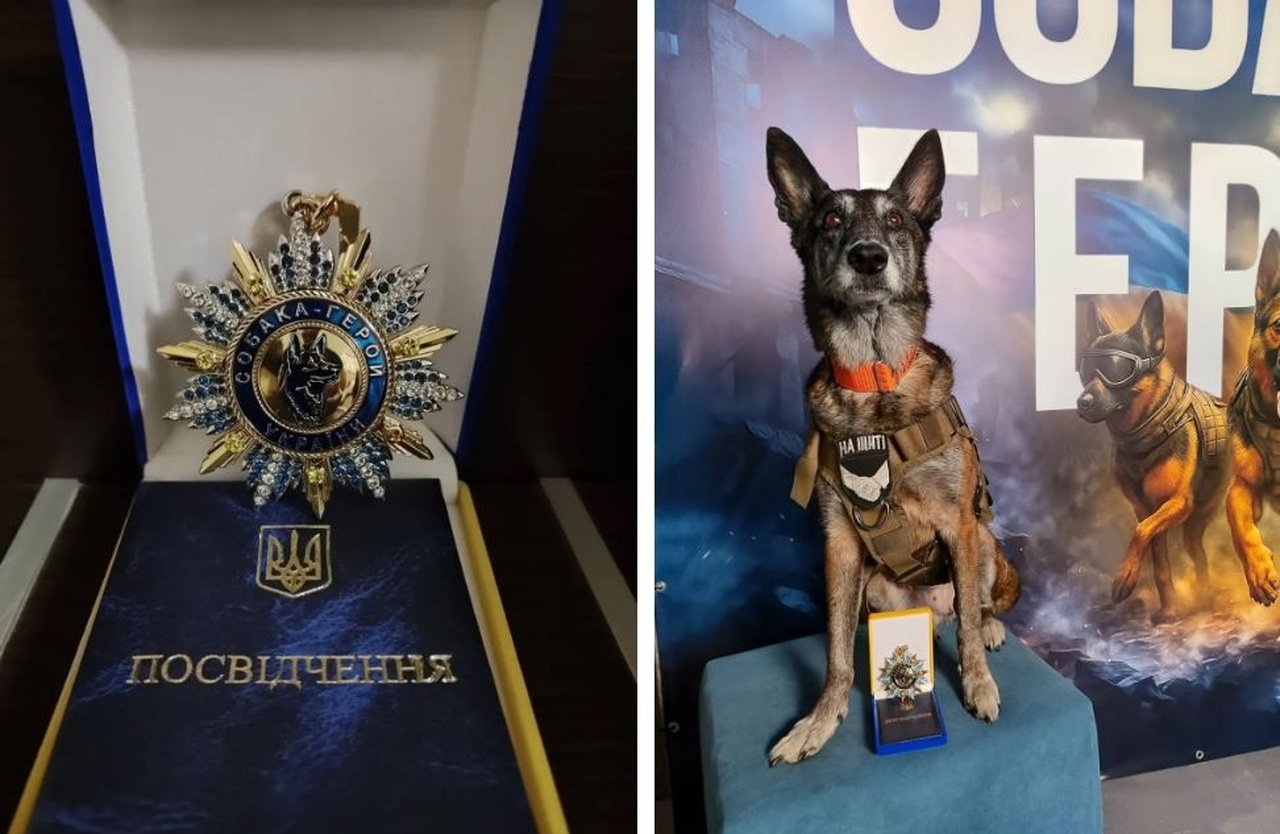 Собака Спарки и ее награда