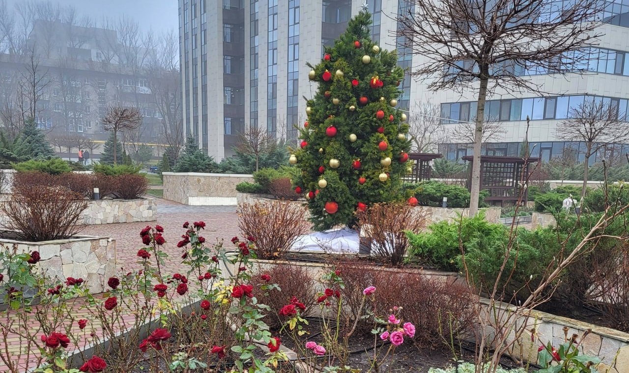 Елка в Днепре рядом с розовой клумбой