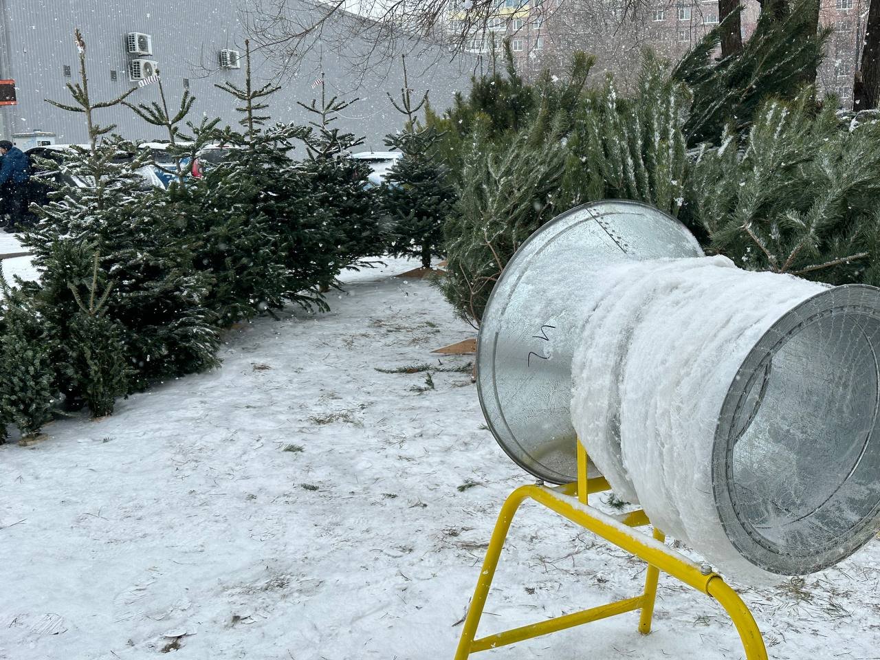 До 8 тисяч за дерево: у Дніпрі ціни на ялинки б’ють рекорди 