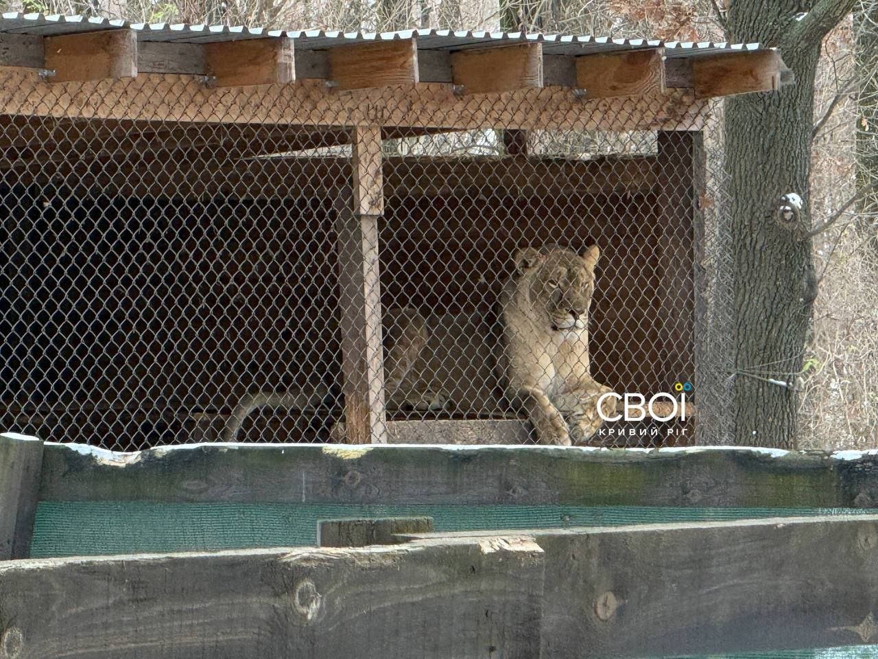 У Дубках левиця та коні втекли з міні-зоопарку та розгулювали околицями