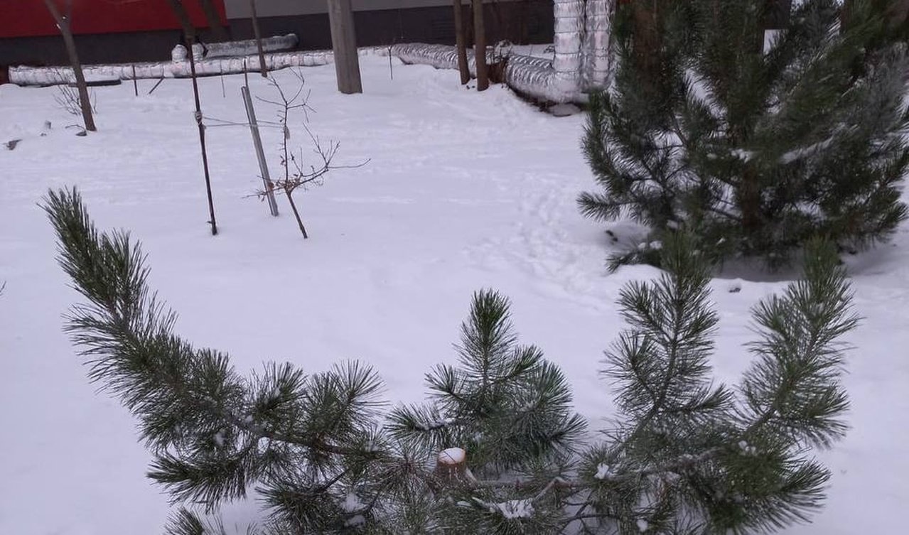 Ялинка, яку спиляли на вулиці Калиновій