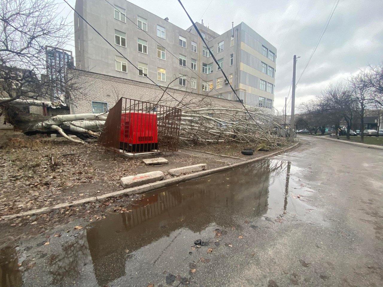 Дерево впало на бульварі Слави в Дніпрі