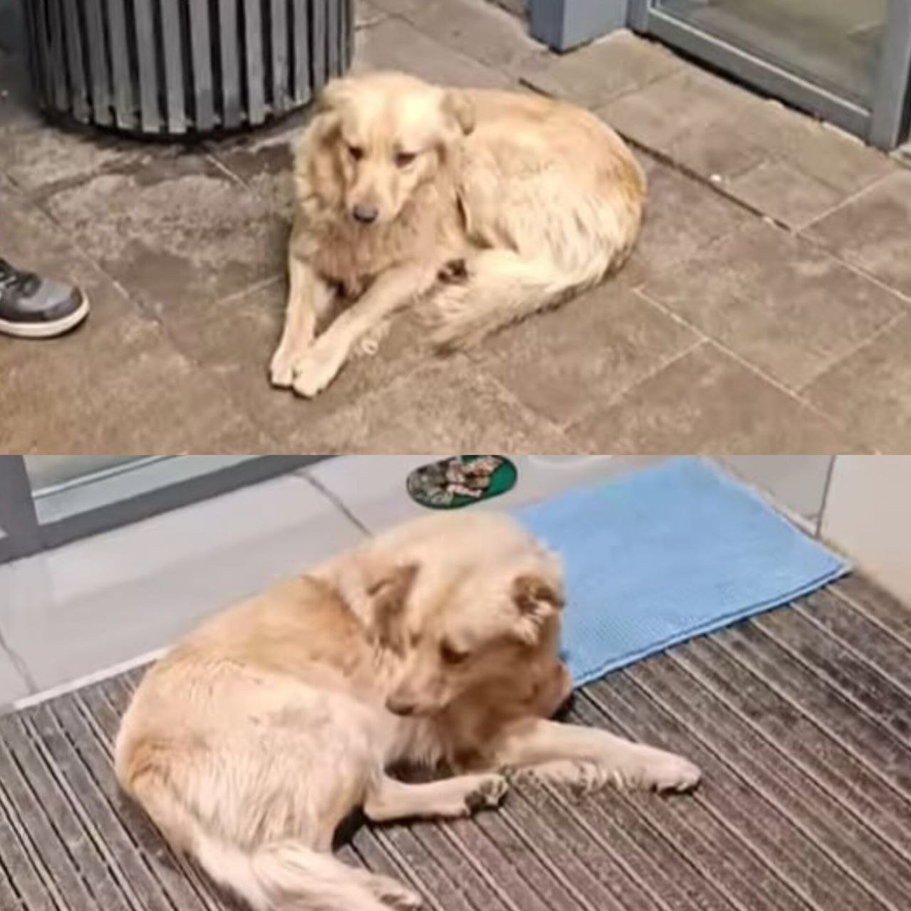 АТБ в Днепре выгнал беспризорную собаку на холод – реакция покупателей и детали инцидента