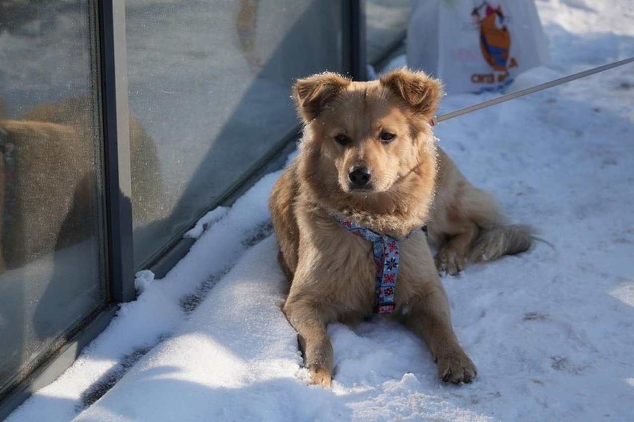 Собака, якого охорона магазину виганяла на мороз