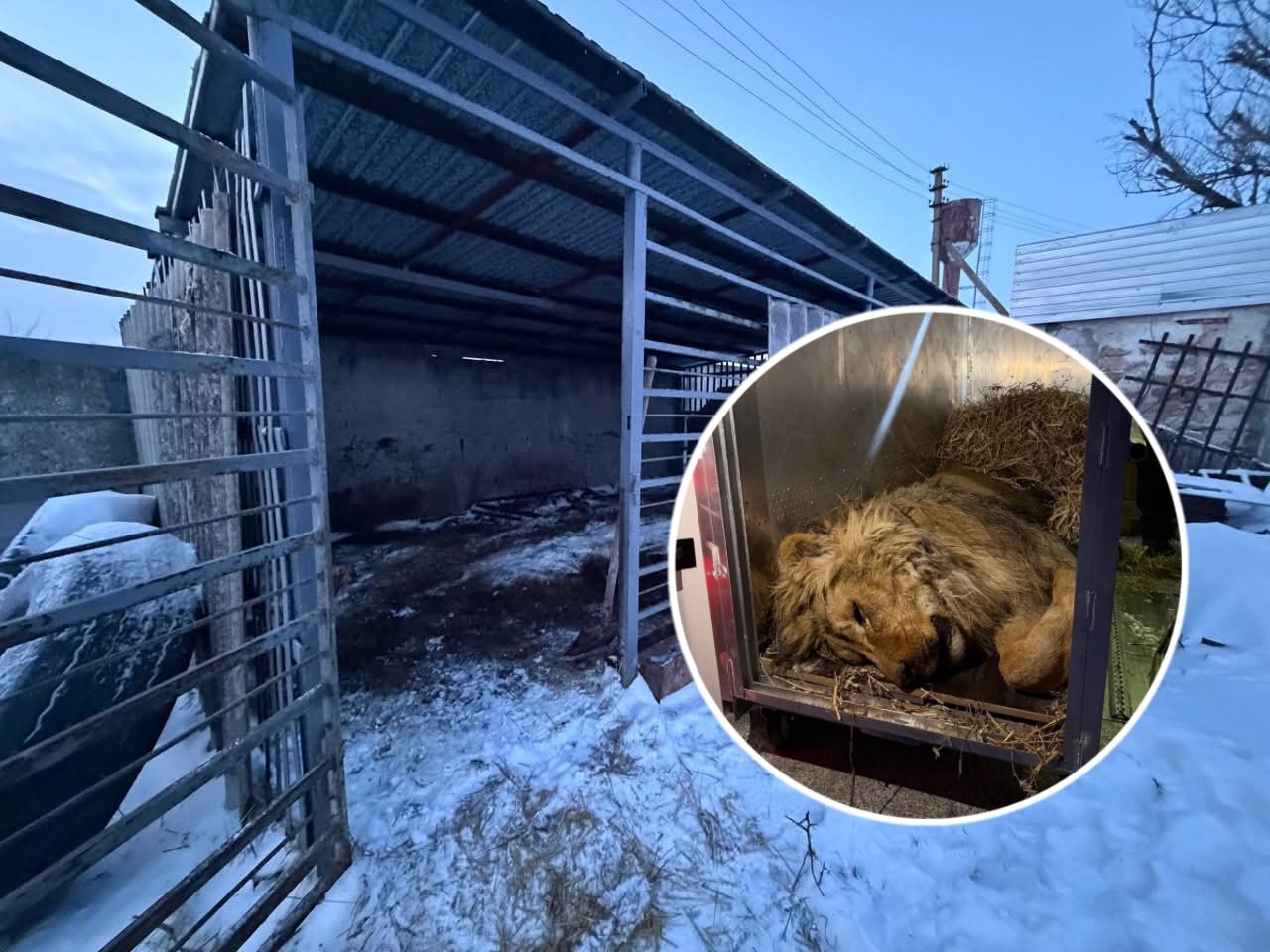 Лева врятували на Дніпропетровщині