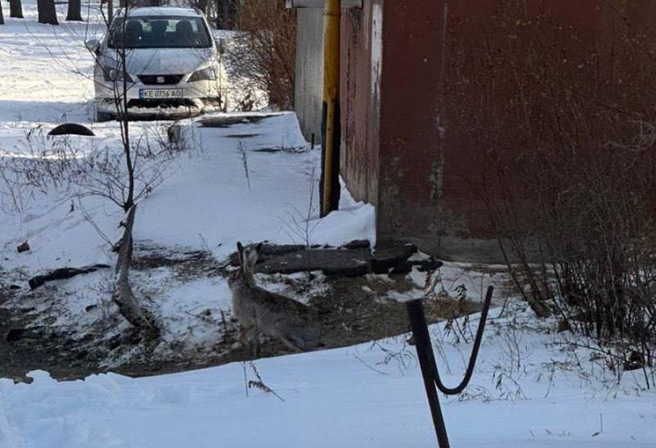 Замаскированный заяц в Днепре